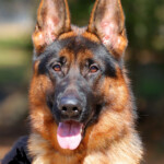 Loki_0058ce