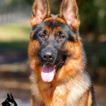 Loki_0065ce