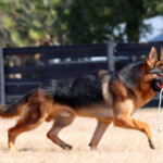 Loki_0175-ce
