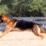 Loki_0201