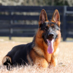 Loki_0286ce