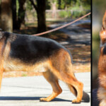 Loki_GSD