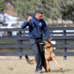German shepherd in florida german shepherd puppy
