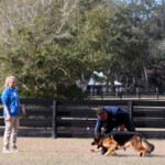 german shepherd in florida german shepherd puppy