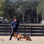 german shepherd in florida german shepherd puppy