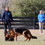 german shepherd in floroida german shepherd puppy