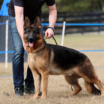 german shepherd in florida german shepherd male