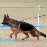 German shepherd in florida german shepherd male