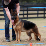 german shepherd in florida german shepherd male