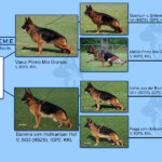 VCE_Damina_Vasure_Pedigree