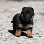 German Shepherd Puppy German Shepherd Puppy