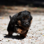 German Shepherd Puppy German Shepherd Puppy