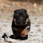 German Shepherd Puppy German Shepherd Puppy