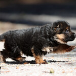 German Shepherd Puppy German Shepherd Puppy