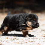 German Shepherd Puppy German Shepherd Puppy