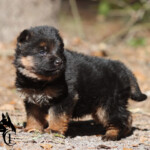 German Shepherd Puppy German Shepherd Puppy