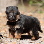 German Shepherd Puppy German Shepherd Puppy