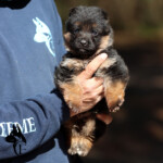 German Shepherd Puppy German Shepherd Puppy