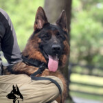 black face german shepherd male
