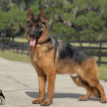 Indoctro son german shepherd male
