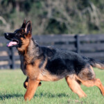 Yukon_0001