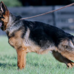 Yukon_0004