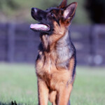 Yukon_0006