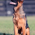 Yukon_0007