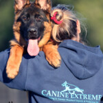 German Shepherd Puppy named Yukon CE