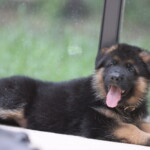 Yukon_CE_240731_002