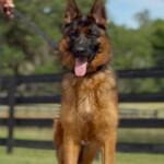trained german shepherd