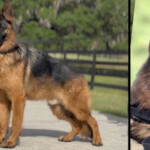 Handsome german shepherd