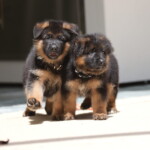 Yukon_Yondu_CE_240731_001