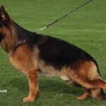 German Shepherd Stud Dog Dedo von Media