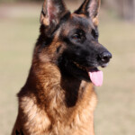 German Shepherd Female German Shepherd Female