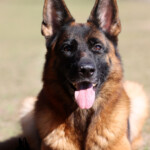 German Shepherd Female German Shepherd Female