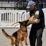 German Shepherd Female German Shepherd Female