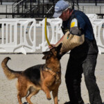 German Shepherd Female German Shepherd Female