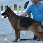 German Shepherd Female German Shepherd Female