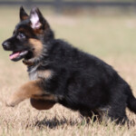 West_CE_007