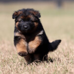 WonderingZelda_CE_002INST