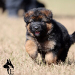 WonderingZelda_CE_003