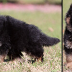 German Shepherd Puppy for sale German Shepherd Puppy for sale