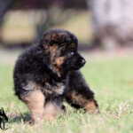 German Shepherd Puppy for sale German Shepherd Puppy for sale