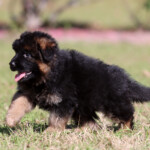 German Shepherd Puppy for sale German Shepherd Puppy for sale
