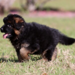German Shepherd Puppy for sale German Shepherd Puppy for sale