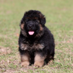German Shepherd Puppy for sale German Shepherd Puppy for sale