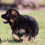German Shepherd Puppy for sale German Shepherd Puppy for sale