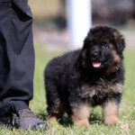 German Shepherd Puppy for sale German Shepherd Puppy for sale