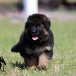 German Shepherd Puppy for sale German Shepherd Puppy for sale